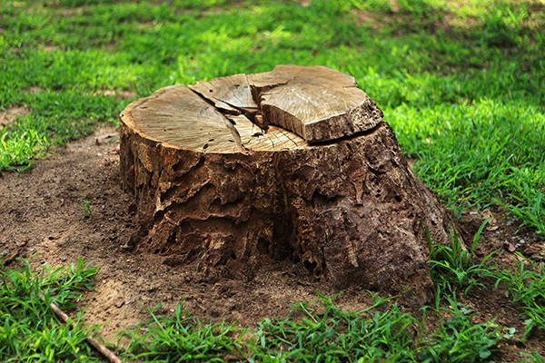 Tree Stump Removal in Tyler, TX