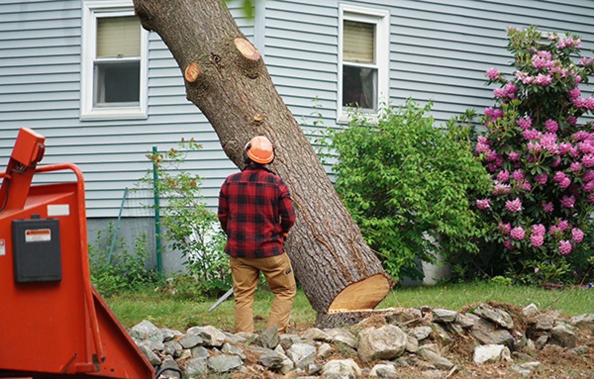 Tree Removal in Tyler, TX
