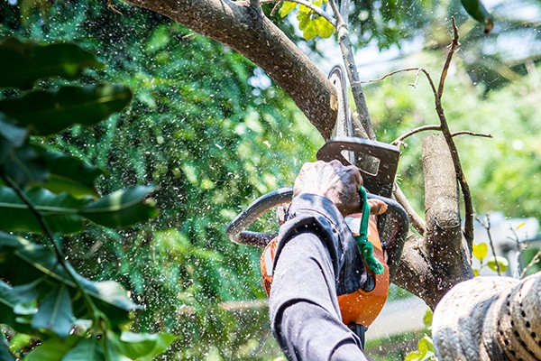 Tyler TX Tree Trimming Service