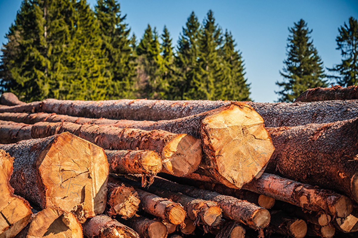 Tyler Texas Tree Company